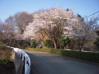 上相原病院の桜